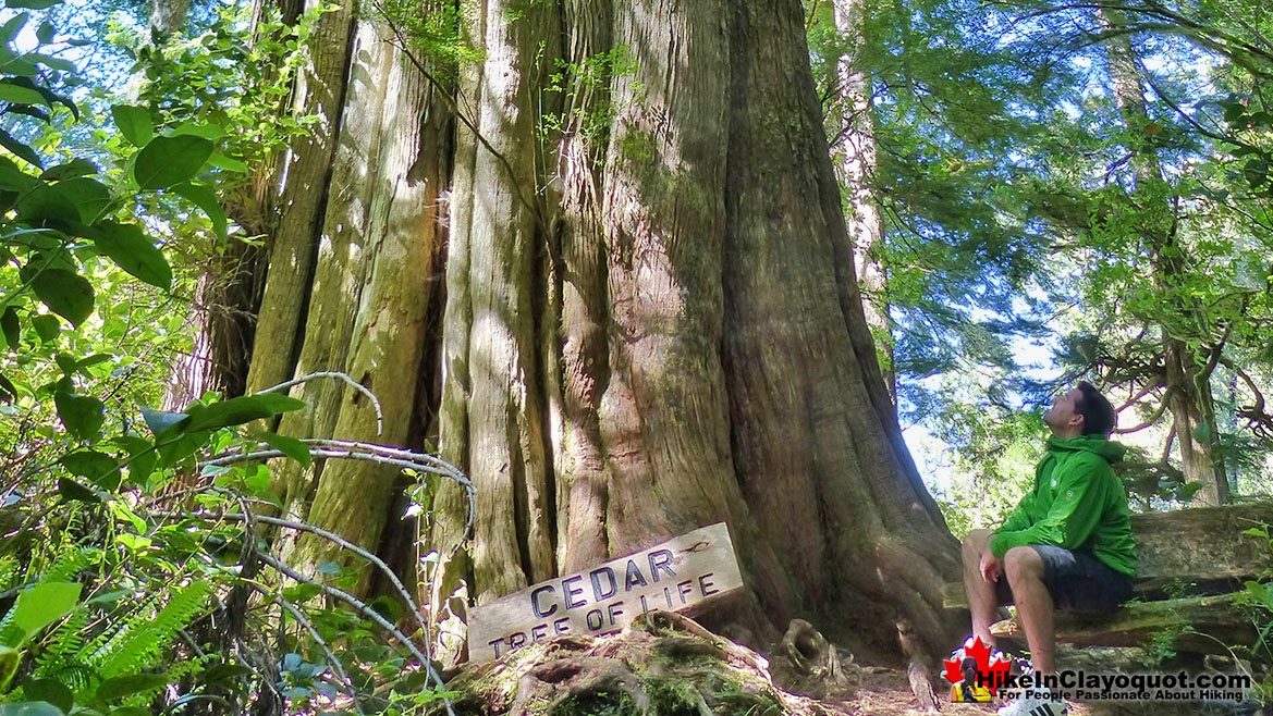 The Big Tree Trail