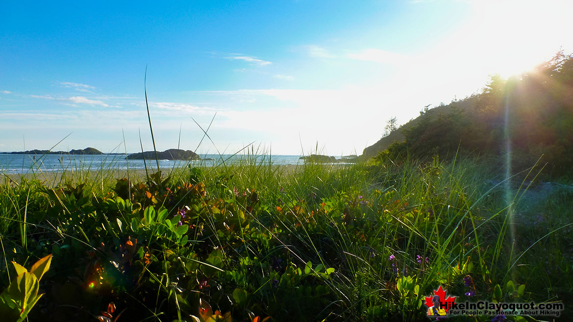 Radar Beach Flowers