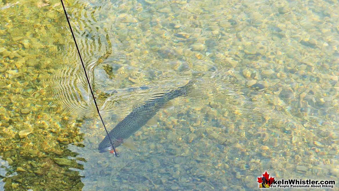 Cheakamus Lake Fishing is Great