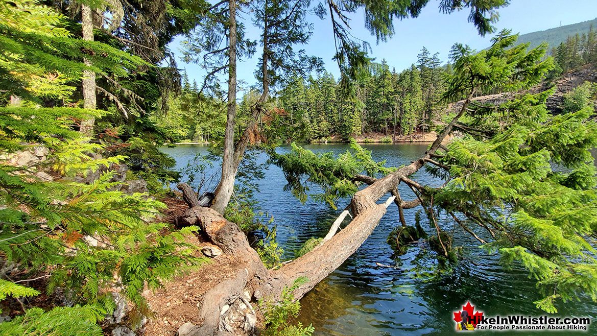 Logger's Lake Wild Shoreline